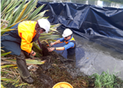 Protecting lampray fishes in Christchurch Protecting lampray fishes in Christchurch